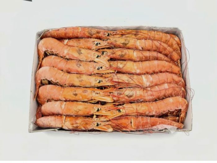 Argentinische Rotgarnelen