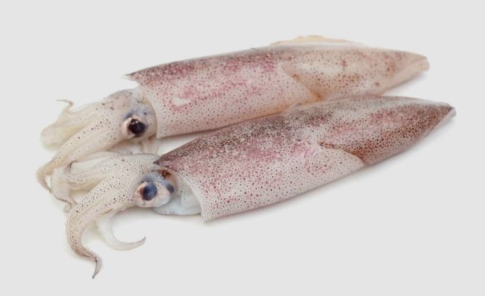 Baby Calamari