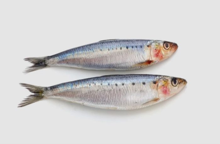 Sardinen