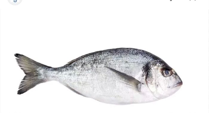 Dorade